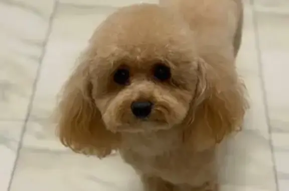 Пропала собака, Фрязино - photo