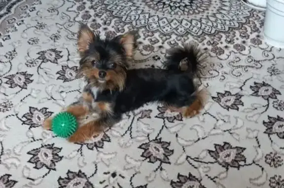 Пропала собака на 1-й Школьный проезд, 5 - photo