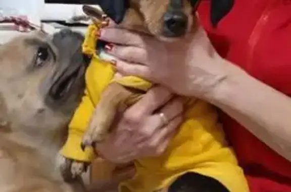 Найдена собака, Тольятти, фото: Собака найдена: Воскресенская ул, 19А