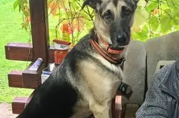 Пропала собака, Обнинск - photo