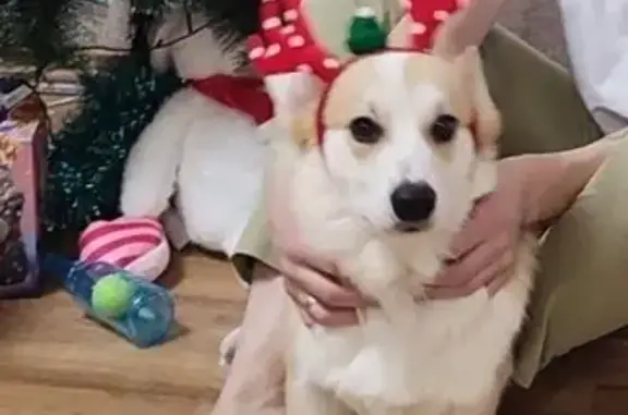 Пропала собака Корги, Смоленская обл. - photo