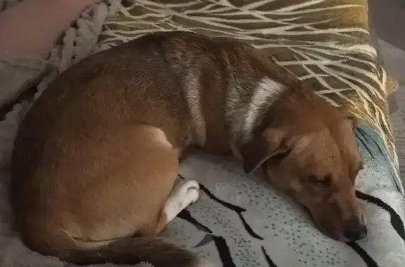 Найдена собака, Верхнетемерницкий, фото: Собака найдена: пр. Ленина, 98, Ростов-на-Дону