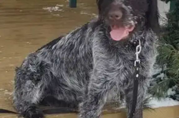 Пропала собака, Судимля - photo