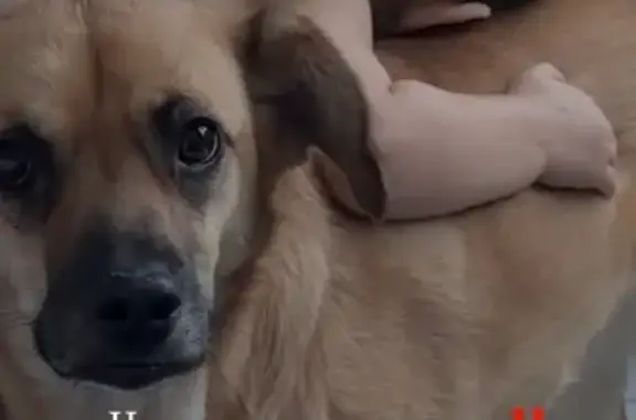 Пропала собака, ец - photo