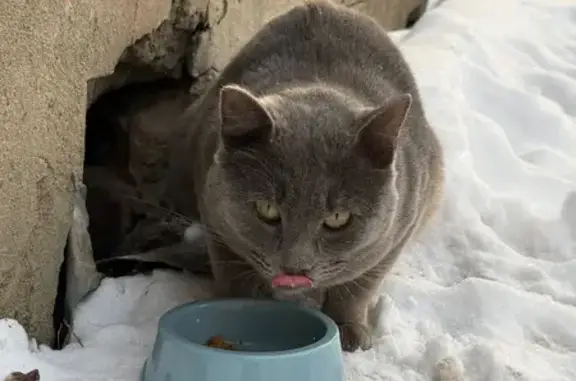 Найдена кошка, Казань, фото: Найдена кошка, ул. Восстания, 49, Казань