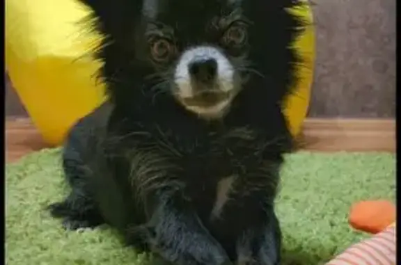 Пропала чихуахуа, Новый Бор, Тверская обл. - photo