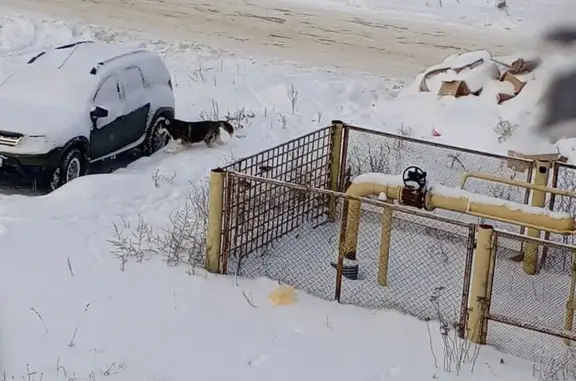 Найдена собака, Крутые Выселки, фото: Хаски найдена: пр. Космонавтов, 1, К.Выселки