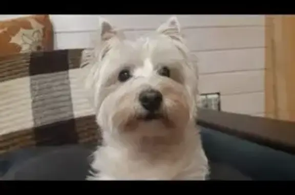 Пропала собака, Орехово-Зуево - photo