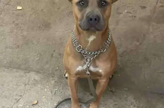 Пропала собака, Боровск - photo