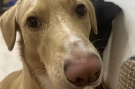 Пропала собака, Нефтеюганск, Югра - photo