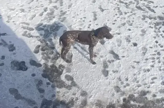 Найдена собака, Дружный, фото: Найдена собака, Дружный