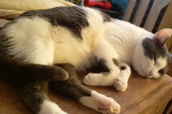 Пропала кошка, Сызрань - photo