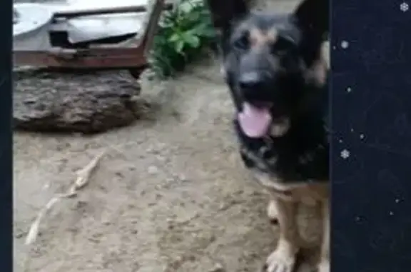 Пропала собака, Лабинск - photo