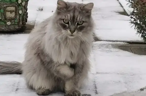 Пропала кошка, Саянская ул., 14, Кемерово - photo