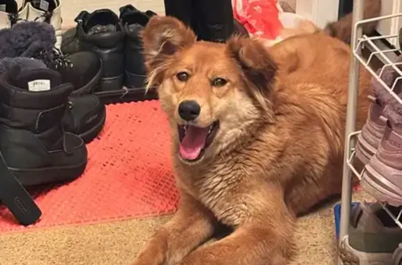 Найдена собака, Челябинск, фото: Найдена собака, ул. Куйбышева, Челябинск