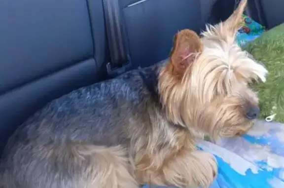 Собаки потеряшки, Красноярск, фото: Потеряшка собака, Красноярск