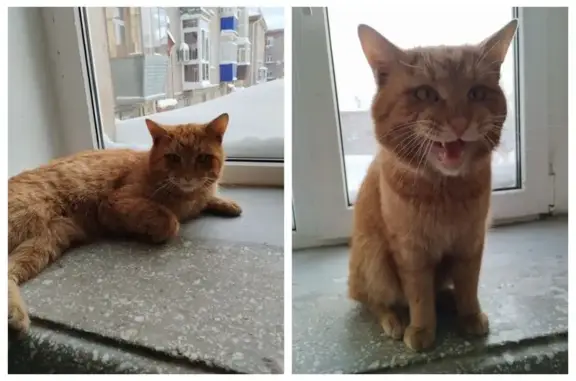 Найдена кошка, Уфа, фото: Кошка найдена, Калинина 18, Уфа