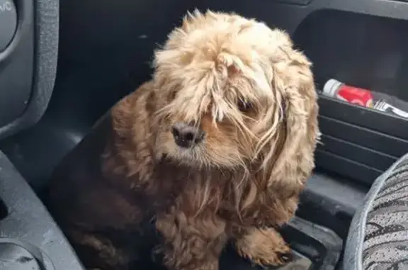 Найдена собака, Ульяновск, фото: Собака найдена: ул. Героев Гостомеля, Ульяновск