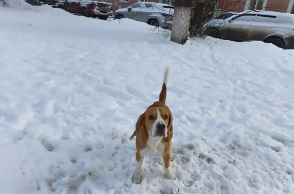 Найдена собака, Нижний Новгород, фото: Бигль найден на ул. Ватутина, 2, Н. Новгород