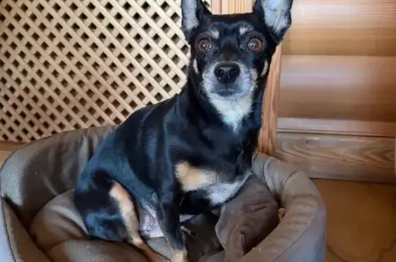 Найдена собака, Димитровград, фото: Собака найдена: Молодёжная ул, 8, Димитровград