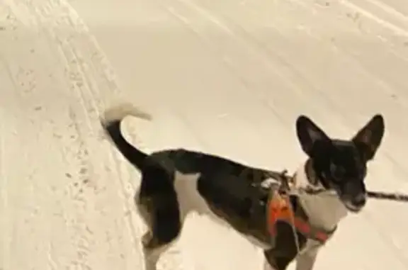 Пропала собака, Калининград - photo