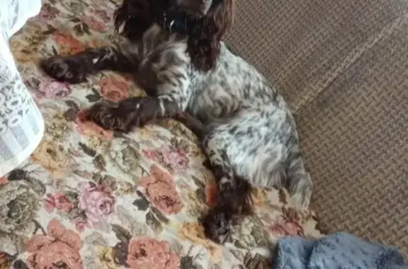 Пропала собака, Челябинск - photo