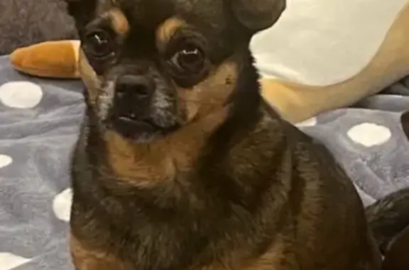 Пропала собака, Нижний Новгород - photo