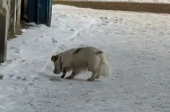 Найдена собака, Кострома, фото: Собака найдена, пр. Текстильщиков, Кострома