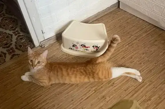 Пропала рыжая кошка, ул. Щербакова, Мурманск - photo