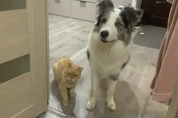 Пропала собака, Урай, ХМАО-Югра - photo