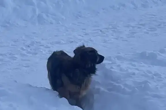 Найдена собака, Пермь, фото: Собака найдена на Монастырской, Пермь