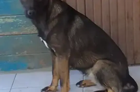 Собаки потеряшки, Волгодонск, фото: Собака пропала: Степная 99/1, Волгодонск