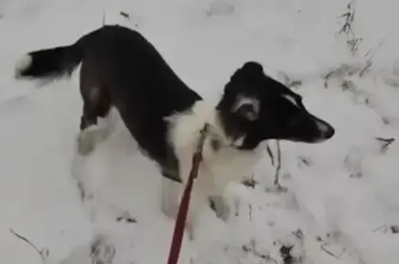 Пропала собака, Санкт-Петербург - photo