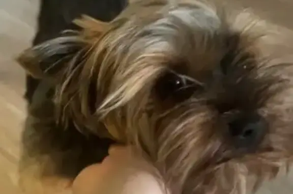 Собаки потеряшки, Горячий Ключ, фото: Потеряшка собака Йорк, ул. Кондратьева, ГК