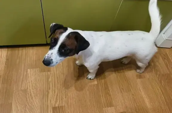 Найдена собака, Санкт-Петербург, фото: Найдена собака, аллея Котельникова, 1