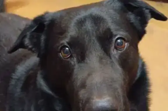 Пропала собака, Москва - photo