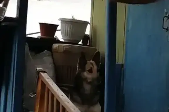 Собаки потеряшки, Маркова, фото: Потеряшка собака, Маркова