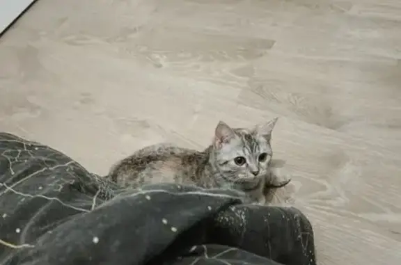 Пропала кошка, Чебоксары - photo