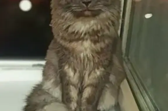 Пропала кошка, Киржач - photo