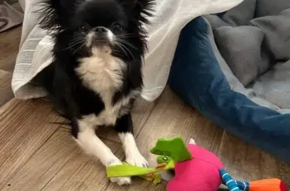 Пропала собака, Артём - photo