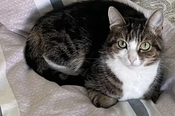 Пропала кошка, Владимир - photo