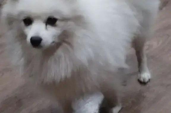 Пропала собака у Лебяжинская 17, Н. Тагил - photo