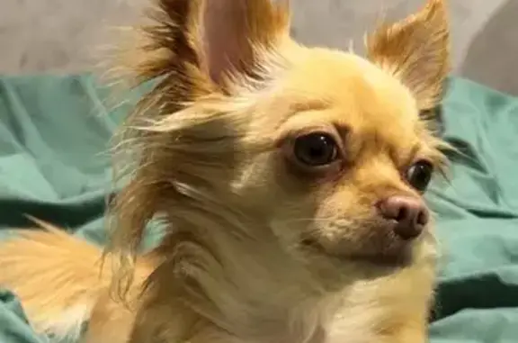 Пропала собака, Новосибирск - photo