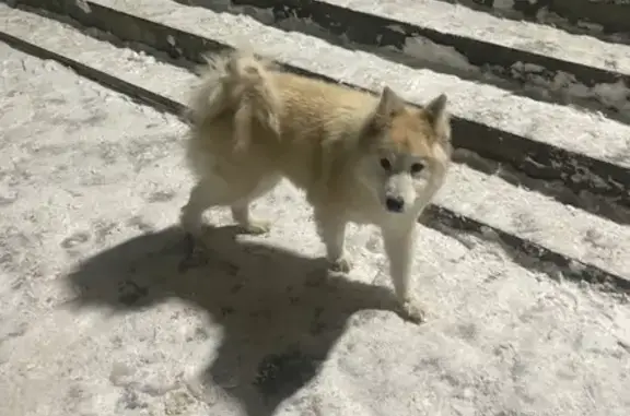 Найдена собака, Казань, фото: Хаски найдена: ул. Мавлютова, 9, Казань