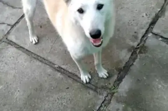 Пропала собака, Гончарная 10, Абакан - photo