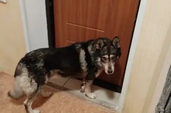 Найдена собака, Владимир, фото: Собака найдена на ул. Сурикова, Владимир