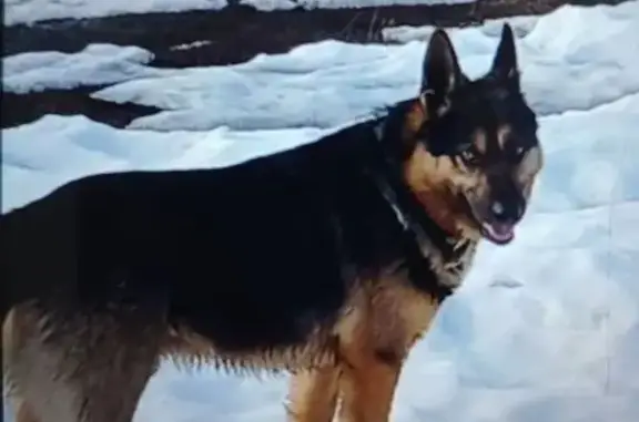 Пропала собака, Калининск - photo