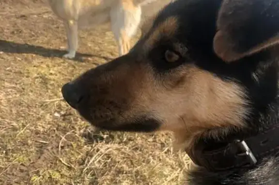 Пропала собака, Королёв - photo