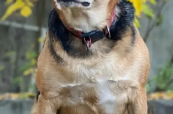 Пропала собака, Орёл - photo