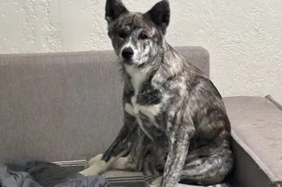 Пропала собака, Гвардейская 39, Н. Тагил - photo